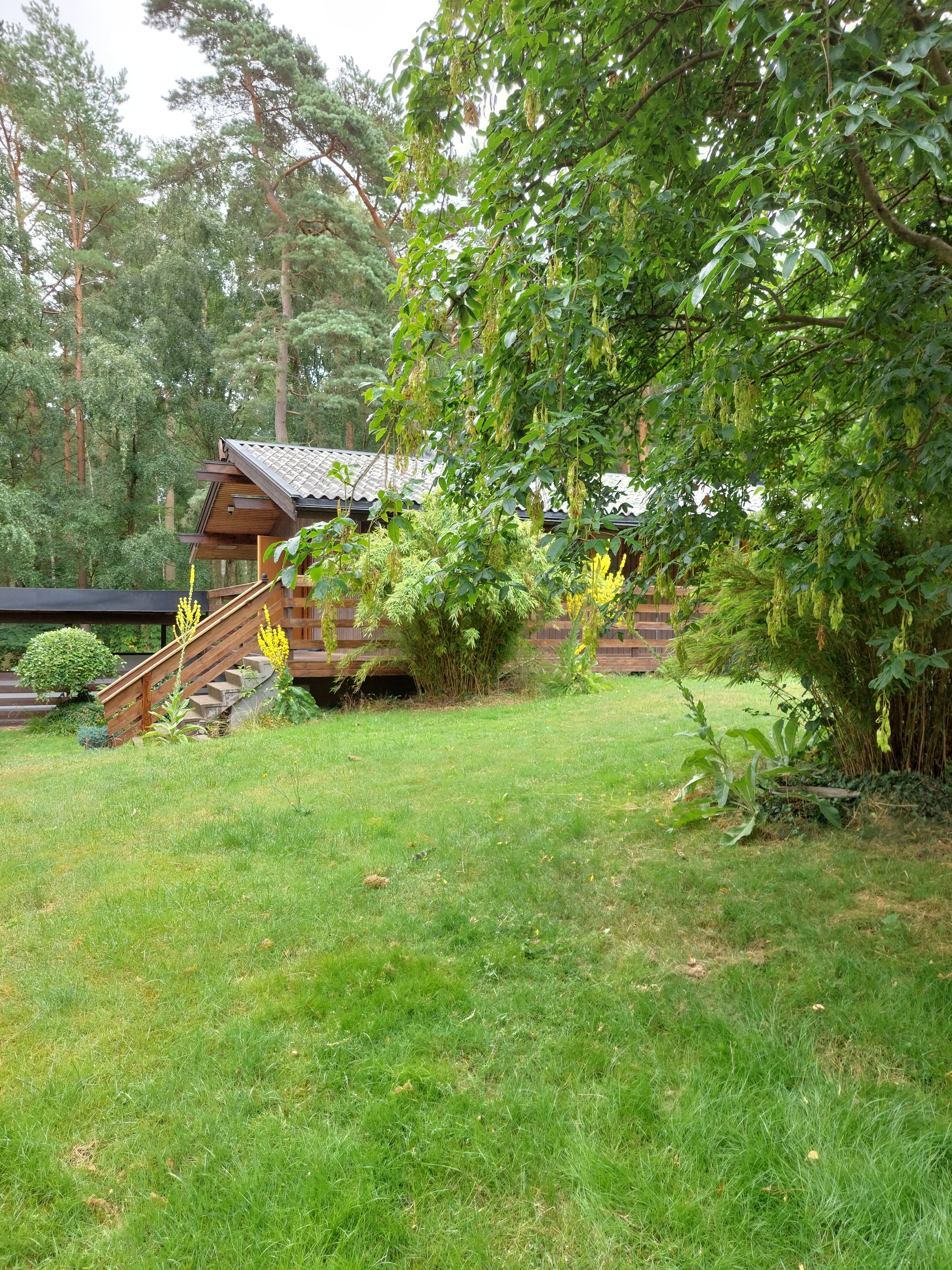 Garden shed set among tall pines with an open lawn