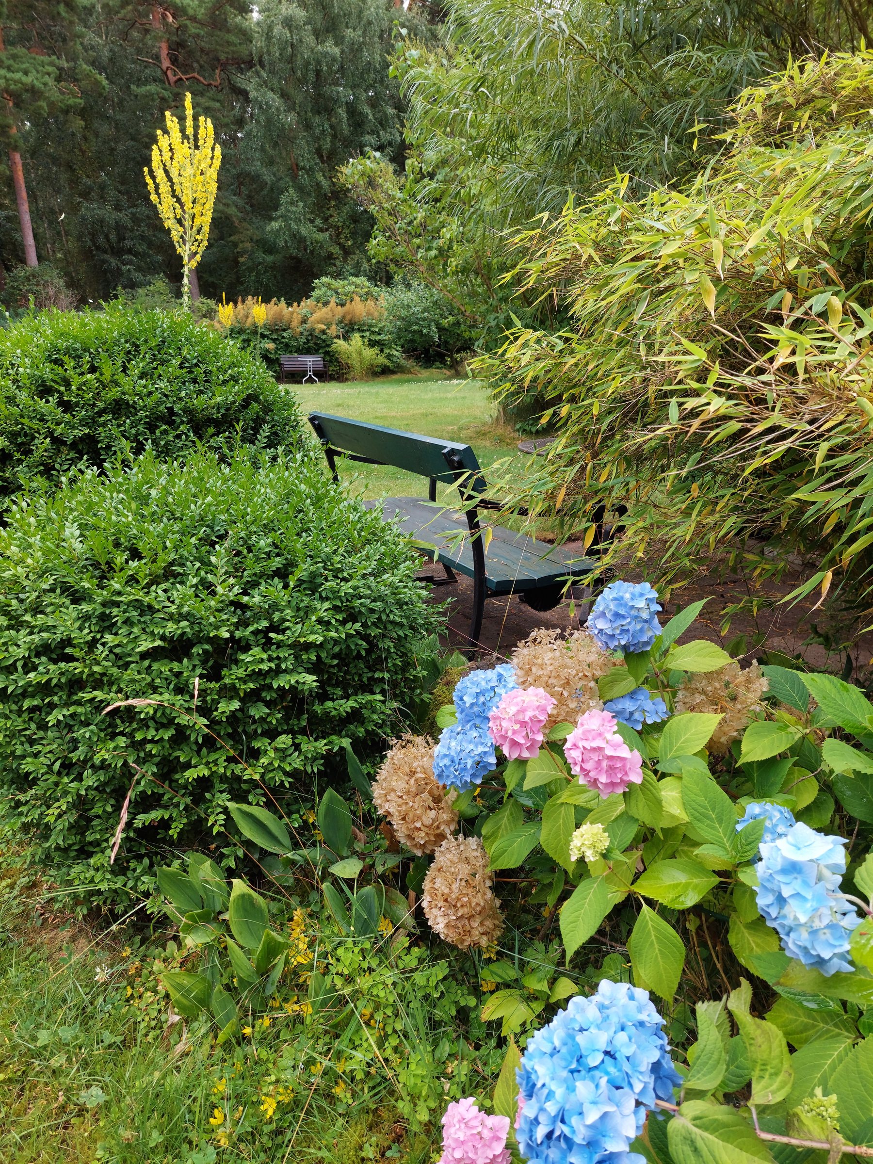 A roe deer standing in the garden at dusk, framed by flowering plants