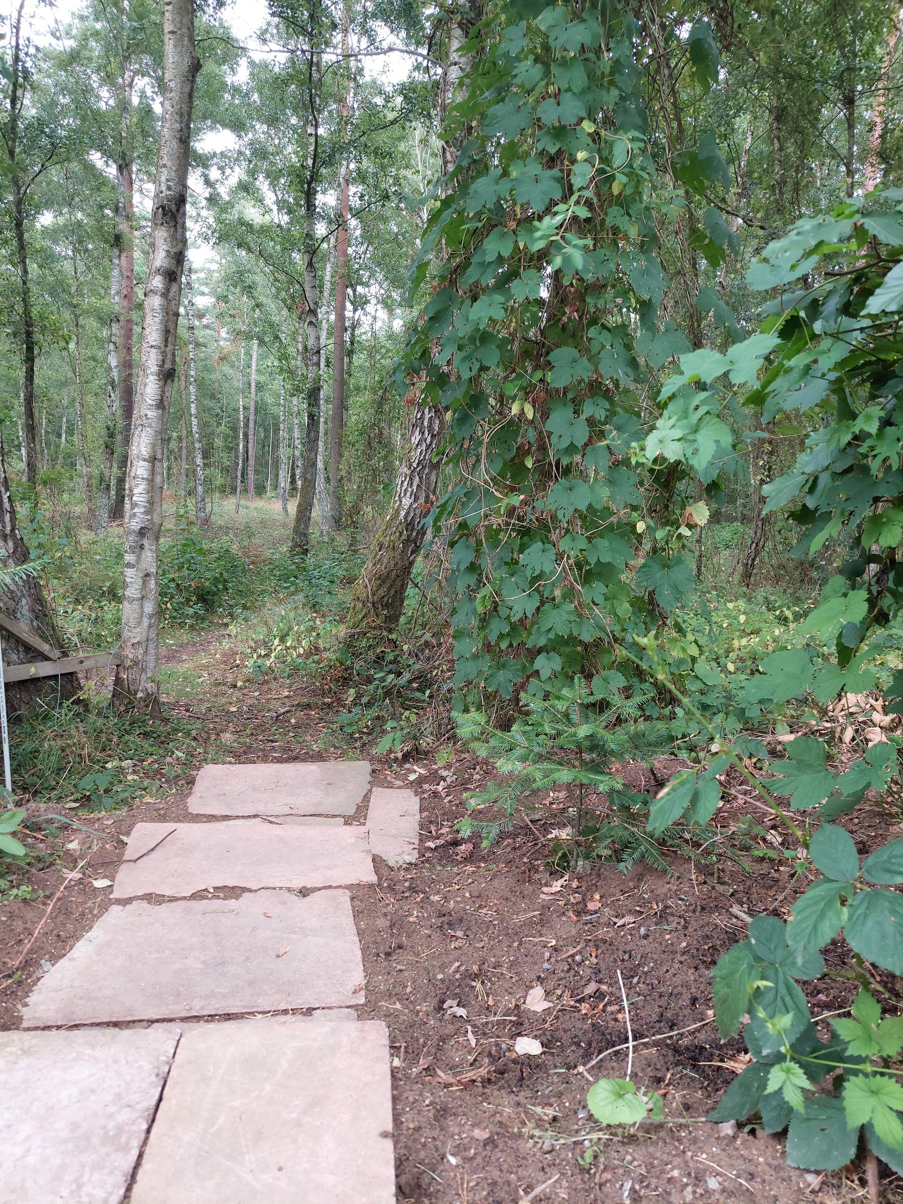 Forest trail bordering the property, with stepping stones